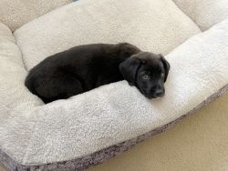 Labrador/German Shepherd Puppy for FREE