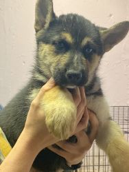 Siberian husky German shepherd mix puppies for sale