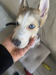 3 month old Shepsky looking for a safe loving home