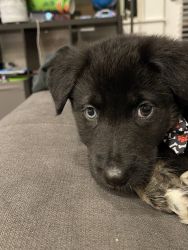 Shepsky puppy for adoption