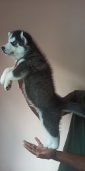 Husky puppies for sale with blue eyes and black and white