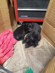 Huskadors puppies for sale