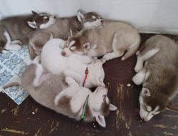 8 weeks Siberian puppies