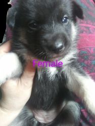 Shepsky border collie Puppies