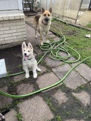 Husky / Shepherd puppies for sale