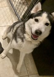 Husky re-homing with small adoption fee $100 (Buckeye)