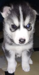 Best huskies both male and female available