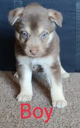 Shepsky Puppies Available Soon