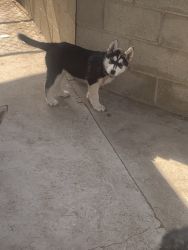 Husky 6/7 months