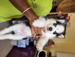 Blue eyes Husky puppies are available for sale