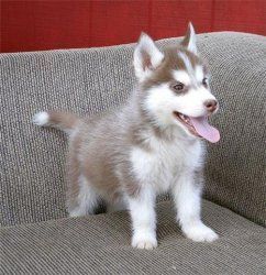 Siberian Husky pups looking for new