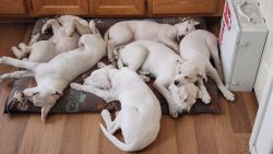 5 Shepsky pups for sale