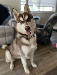 Red and white Siberian Husky