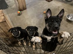 3 male Shepky left 8 week old pups