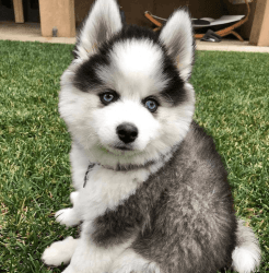 Shepherd husky puppies are available
