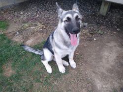 Shepsky puppies looking for forever homes!