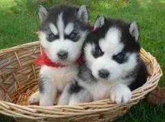 Siberian Husky Puppies for Xmas. Text xxxxxxxxxx