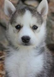 Siberian Husky Puppies looking for a good home!