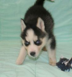 AKC registered Siberian Husky pups (xxx) xxx-xxx9