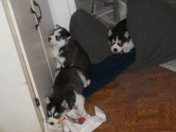 2 males and female huskies