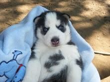 lovely husky puppies for sale