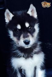 Siberian Husky Pups (blue Eyed) Only 3 Left