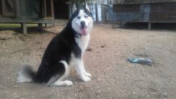 AKC Registered Siberian Husky Puppies For Sale