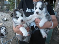 Beautiful male and female Siberian Husky Puppies