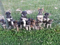 Siberian husky/German shepherd (Gerberian shepsky) puppies
