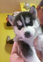 Excellent Blue Eyes Siberian Husky Puppies For Sale
