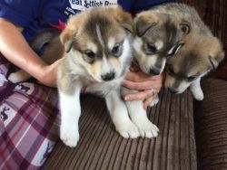 Husky Puppies For Sale, Ready On 23rd September