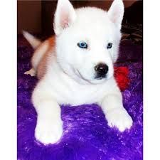 Beautiful Husky Puppies For Sale