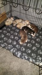 A beautiful suberians husky puppies looking for a new home forever