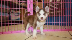 Male and female siberianhusky puppies ready for any loving and caring