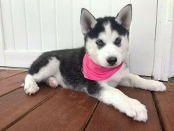 I have three adorable 12 weeks old Siberian huskies that need a home