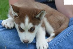 Sweet blue eyes Siberian Husky Puppies