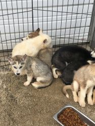 Beautiful Siberian husky puppies for sale