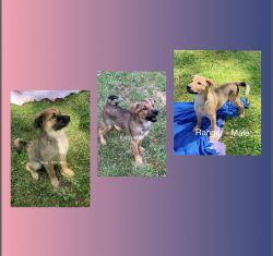 Adorable German Shepherd/ Husky Puppies