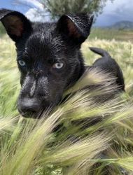 Husky shepherd puppy