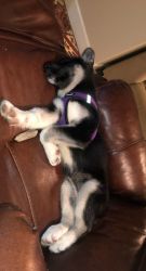 German Shepard mix with husky, for sale female