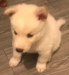 I have a husky puppy ready for a new home