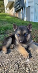 7 Sweet blue-eyed shepsky pups for sale!