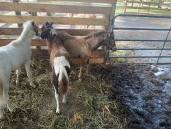 Three Shetland pony foals for sale