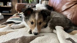 Sheltie Puppies for Sell in San Antonio, TX