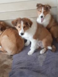 Three month old Shetland sheepdog sheltie sable with some crate traini