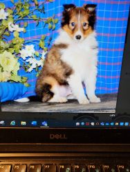 Sheltie puppy for sale