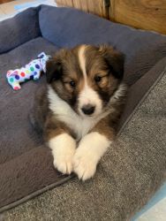 Sheltie Puppies Ready for their New Homes!