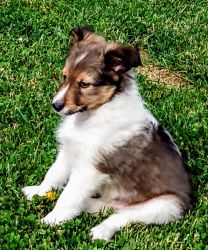 2 male shelties for sale