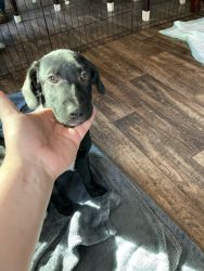 4 Shelty mix breed puppies looking for new homes