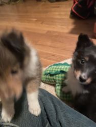 Sheltie puppies up for adoption contact for information